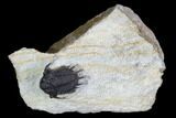 Scarce Acanthopyge Trilobite - Morocco #126921-3